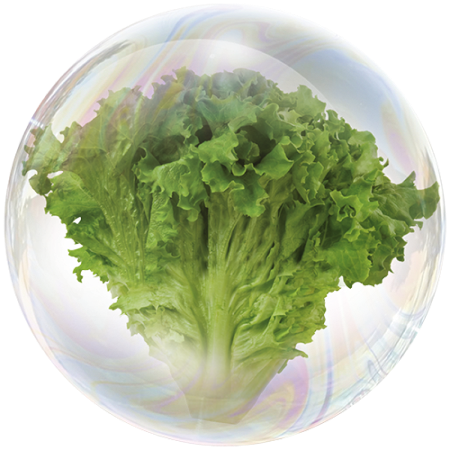 Hoja de lechuga (Lactuca sativa)